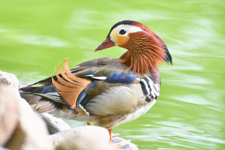 Male mandarin duck standing near a green pondの写真素材