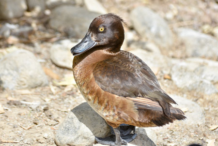 Brown duck standing on rockの写真素材