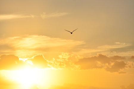 Seagull flying towards beautiful sunset cloudsの写真素材