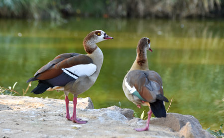 Egyptian goose standing near a green pondの写真素材