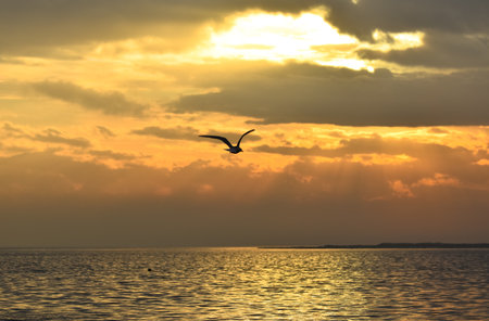Sunset on a sea. A seagull flying over the sea, silhouetteの写真素材