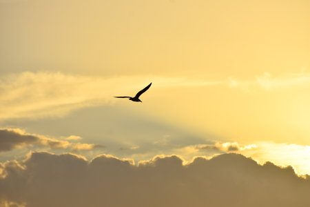 Seagull flying towards beautiful sunset cloudsの写真素材