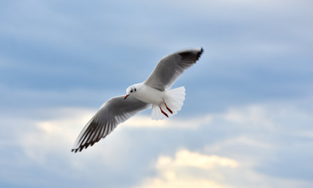 Seagull flying with open wings, closeupの写真素材