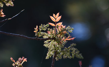 Light of leaves in a dark forestの写真素材