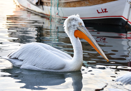 Pelican swimming on a sea, isolatedの写真素材
