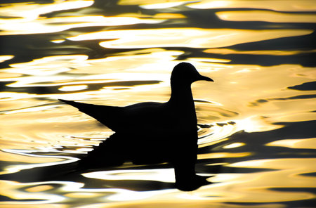 Seagull swimming on sea at sunset, isolated, silhouette.の写真素材