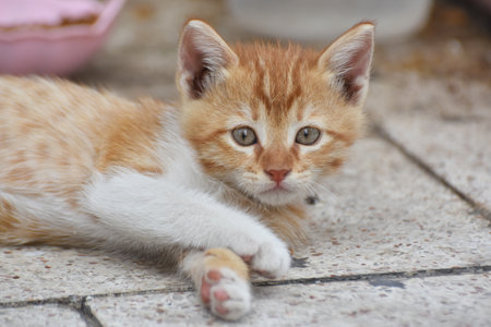 Portrait of a young beautiful street cat, closeupの写真素材