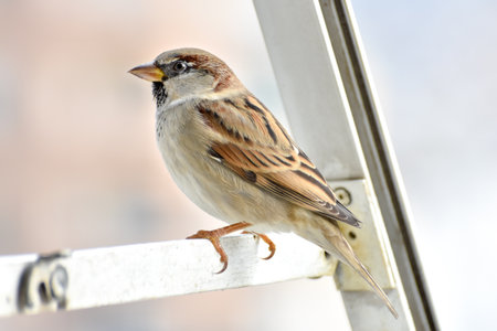 Sparrow standing on shutter, isolatedの写真素材
