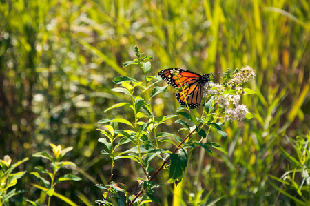 Monarch butterfly in a green meadow.の写真素材