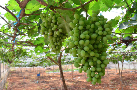 Grapeの写真素材