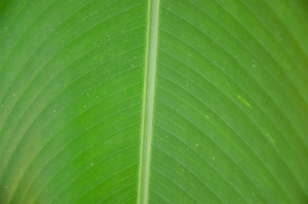 Banana leafの写真素材