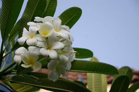 Blossom outの写真素材