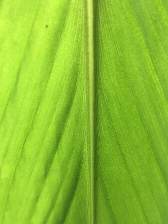 Green leaf background