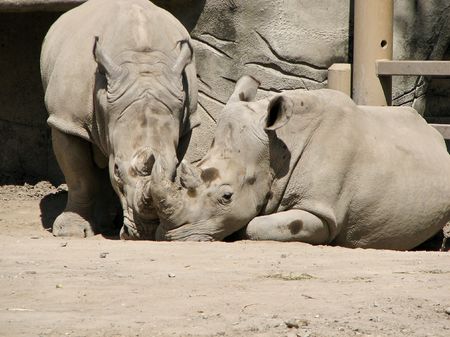 Two young male rhinos nuzzling in their enclosureの写真素材