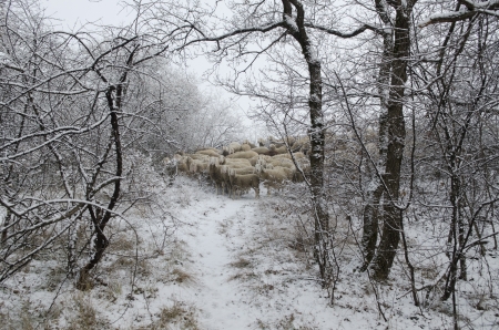 Flock of sheep grazing in the snow in the cold winterの写真素材