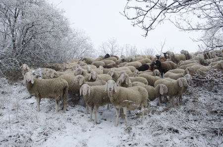 Flock of sheep grazing in the snow in the cold winterの写真素材