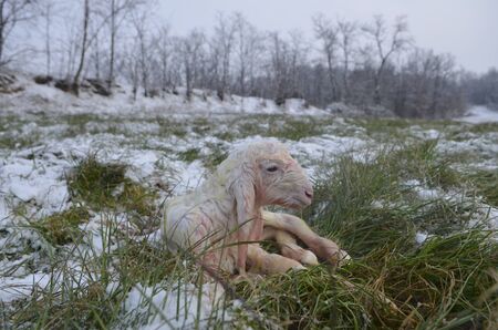Sheep  Lamb newborn among the snowfields in the cold winterの写真素材