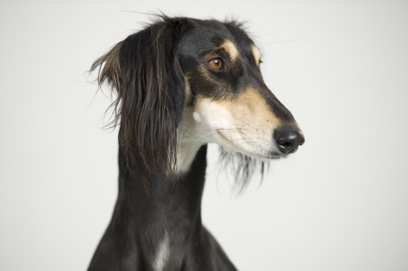 Foreground - Head of a Persian greyhound race Saluki posingの写真素材