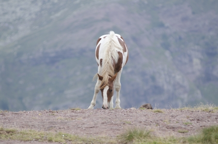 Spotted horse grazing in the mountains, eats fresh grass aloneの写真素材