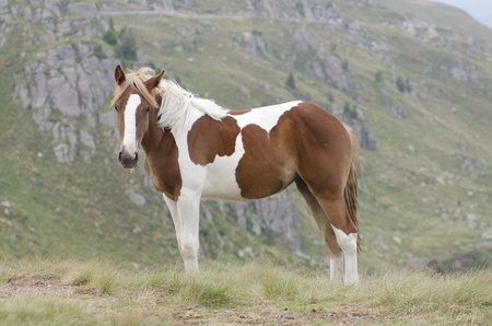 Spotted horse grazing in the mountains, admiring the view in the breeze of the windの写真素材