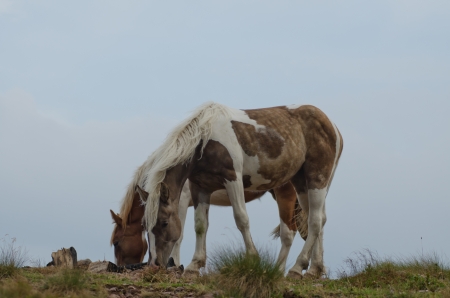 Two spotted horses graze free in the mountains grazing the grassの写真素材