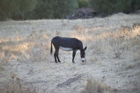 Mule grazing in the grass dried in a hot summer dayの写真素材