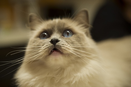 Ragdoll cat - closeup of noseの写真素材