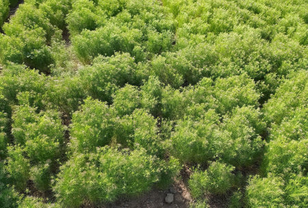 Cumin Crop Field, fresh plant of Cumin seeds farm, growing in agriculturalの写真素材