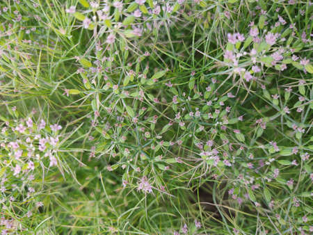 Top view of green plants with light violet blossoms in a field - for background and textures