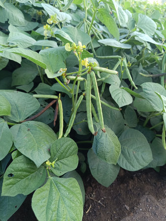 Green Mung bean crop close up in agriculture field, Mung bean green pods (Vigna radiata) and mung...
