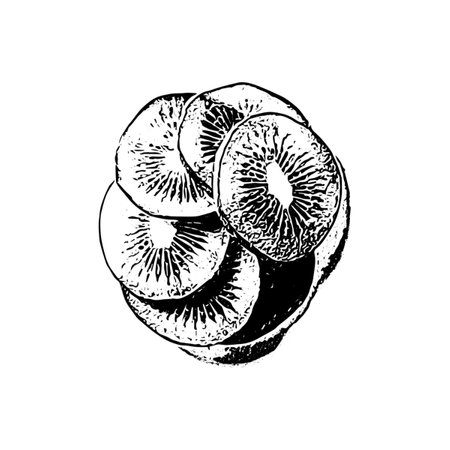 Kiwi fruit. Hand drawn sketch style. Vector illustration. Kiwi fruit cartoon color illustration and simple outline. Vector fresh tropical fruit slice. Flat food icon.の写真素材