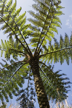 Fern Trees grow in tropical and subtropical place.  They can grow to a few metres in height.