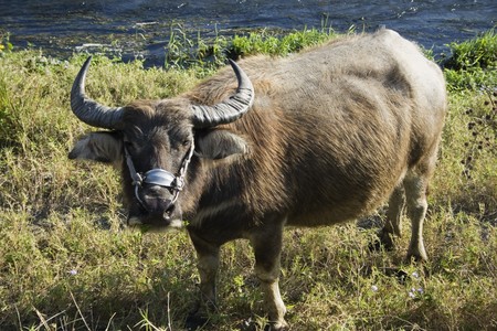 A big water buffalo looking at the camera.  It's in a field. の写真素材