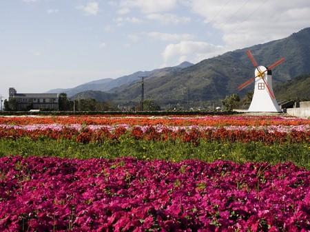 Flower fields and a model windmill.  In a valley.  の写真素材