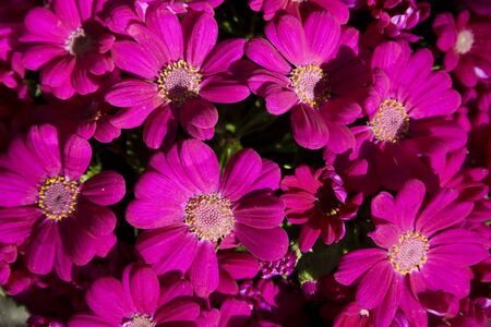 A bunch of purple flowersの写真素材