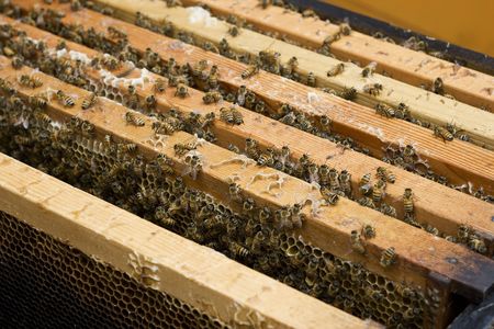 The top of the bee hive has been removed to expose the activity going on inside.  There are hundreds...