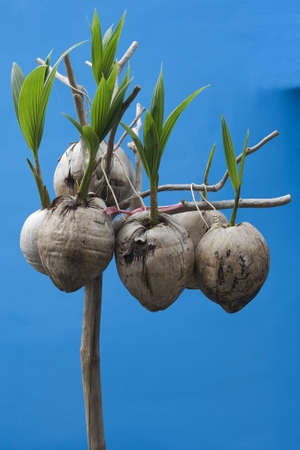 Coconut seedlings hung up on a wooden stick.  They're on a simple blue backgroundの写真素材