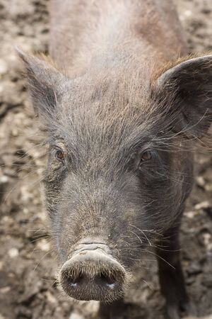 An inquisitive pig, coming close to look at what's going on.