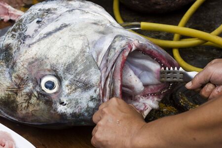 A big fish is being cleaned by a fisherman.  This is the catch of the day.の写真素材