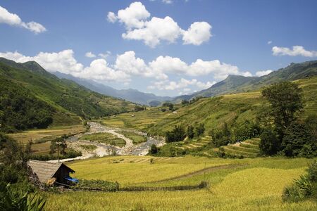 This photo is from Sapa, Vietnam.  The terraces are used to grow rice.  The golden colour shows that it's harvest time.の写真素材