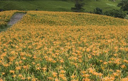 Lily flowers being grown for food in the mountains of Taiwan. The growing area is on rolling hills inthe east of the country.の写真素材