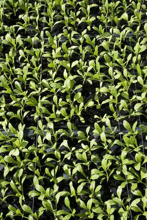 Vegetable seedlings at a nursery being grown for agricultural use.の写真素材