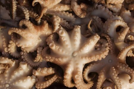 Baby Octopus at a restaurant in Asiaの写真素材