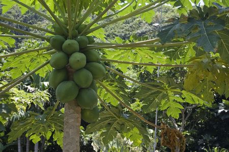A Papaya tree loaded with fruit. This tree grows in tropical climates. The fruit can be eaten raw or used for dessert and milk shakes.の写真素材