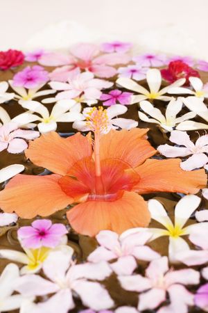 A lily and other flowers on water, at a luxury hotel.の写真素材