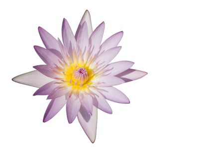 A newly opened lotus/water lily flower.  The flower has been isolated and a white background added.  It's a purple, pink and yellow flower.の写真素材