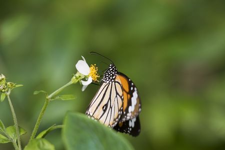 A red butterfly feeding on a flower. Butterflies are very common in Taiwan.  There are over 370 species there.の写真素材