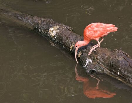 Scarlet Ibis feeding by some water.  It has a reflection too.  This bird is native to tropical South America and is the national bird of Trinidad and Tobagoの写真素材