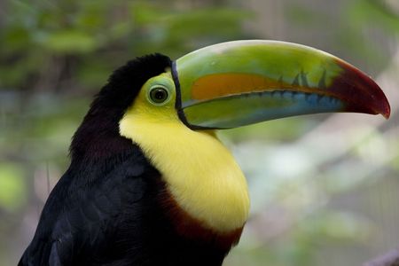A Toucan, probably a Keel Bill Toucan, from Central America.  This is a very colorful bird and it lives in tropical rainforests.の写真素材