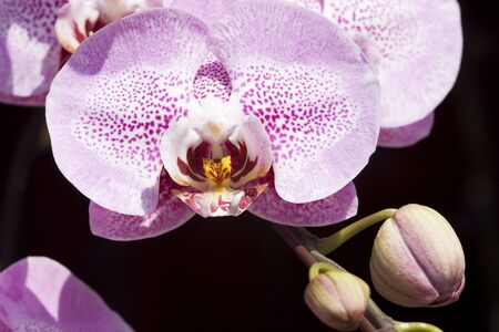 A pink, purple and white orchid in flower, with a bud below it. The flower is against a black background.の写真素材